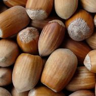 Саджанець Фундук Цінний Вебба в контейнері